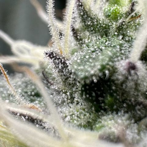 Polar Gelato growlog timeline photo