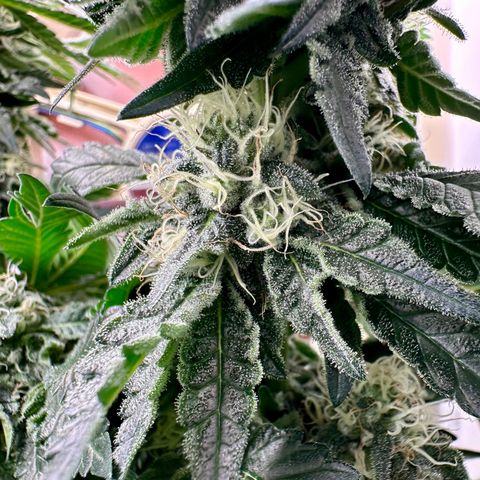 Polar Gelato growlog timeline photo