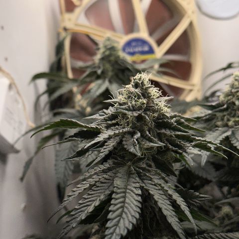 Polar Gelato growlog timeline photo