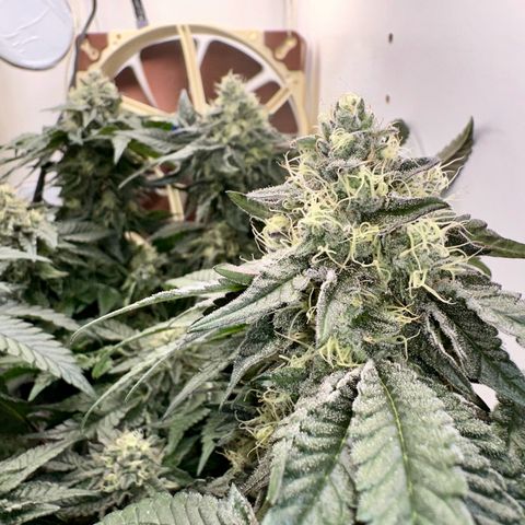 Polar Gelato growlog timeline photo
