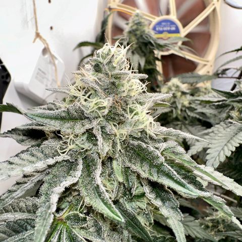 Polar Gelato growlog timeline photo