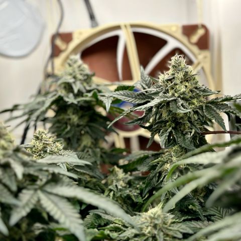 Polar Gelato growlog timeline photo