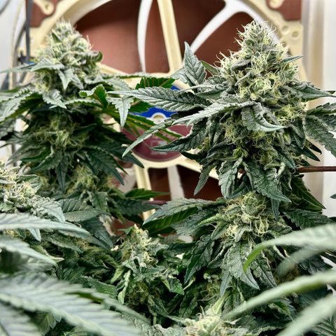 Polar Gelato growlog timeline photo