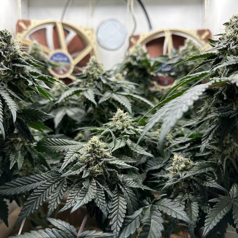 Polar Gelato growlog timeline photo