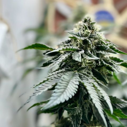 Polar Gelato growlog timeline photo
