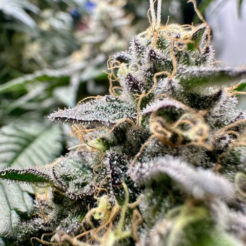Polar Gelato growlog timeline photo