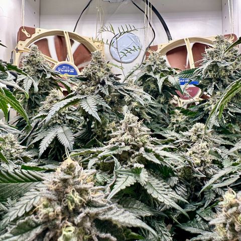 Polar Gelato growlog timeline photo