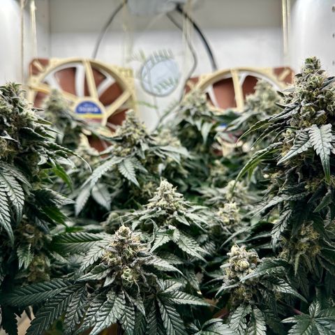 Polar Gelato growlog timeline photo