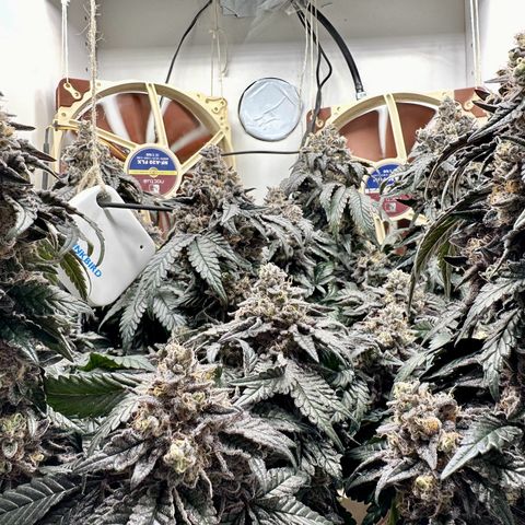Polar Gelato growlog timeline photo