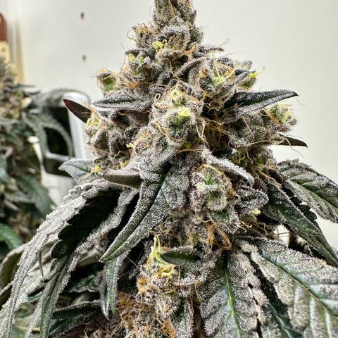 Polar Gelato growlog timeline photo