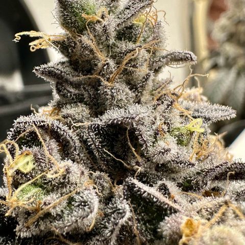 Polar Gelato growlog timeline photo