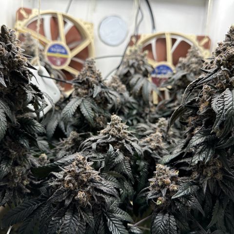 Polar Gelato growlog timeline photo