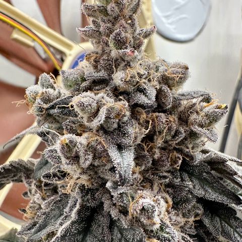 Polar Gelato growlog timeline photo