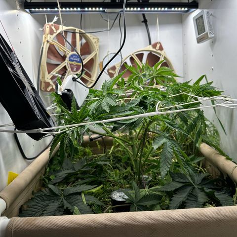 AÇAI JELLY growlog timeline photo
