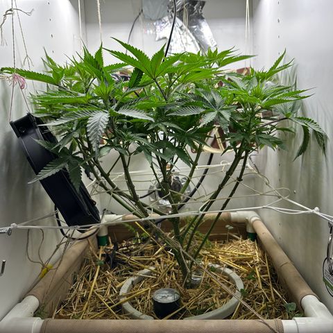 AÇAI JELLY growlog timeline photo