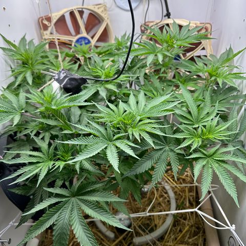 AÇAI JELLY growlog timeline photo