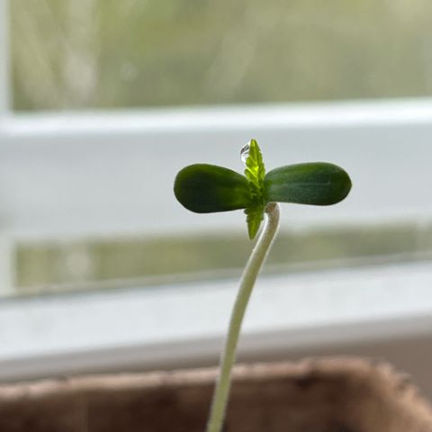 Purple Queen growlog timeline photo