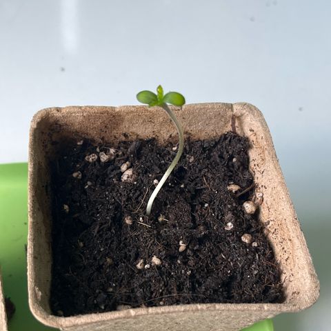 Choco Haze growlog timeline photo