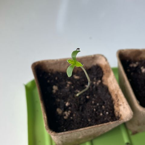 Purple Queen growlog timeline photo