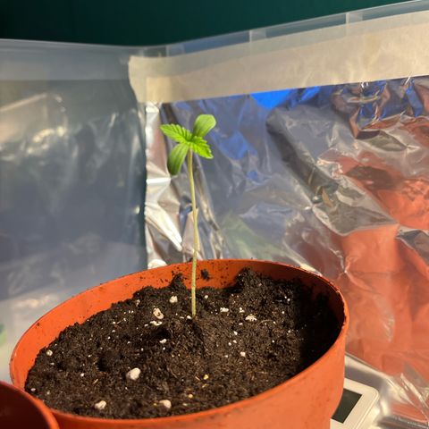 Purple Queen growlog timeline photo