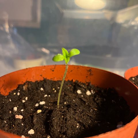 Choco Haze growlog photo: Umgetopft 