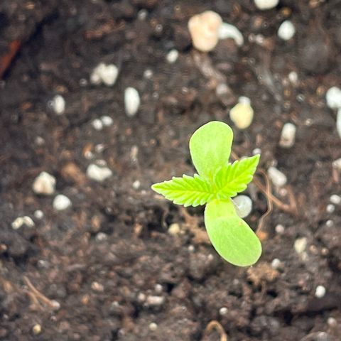 Choco Haze growlog timeline photo