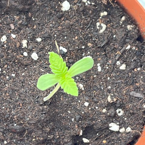 Purple Queen growlog timeline photo