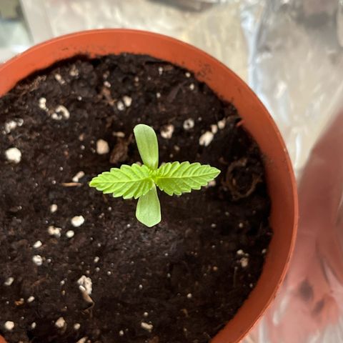 Purple Queen growlog timeline photo