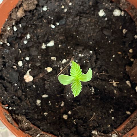 Choco Haze growlog timeline photo