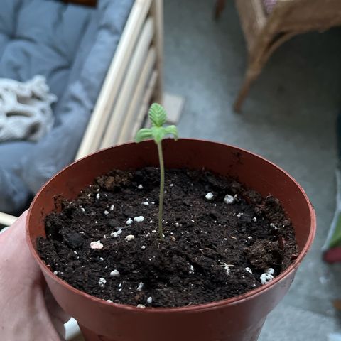 Choco Haze growlog timeline photo