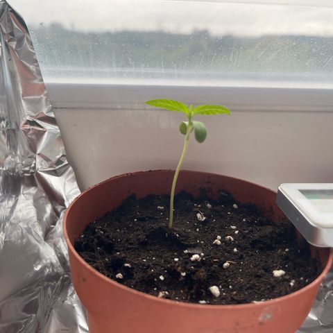 Purple Queen growlog timeline photo