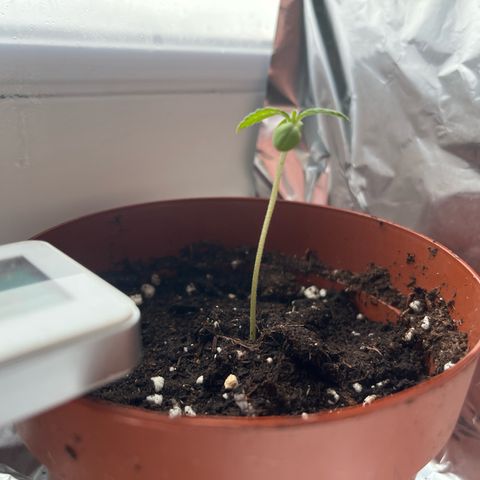 Choco Haze growlog timeline photo
