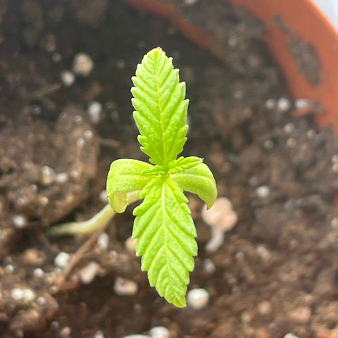 Choco Haze growlog timeline photo