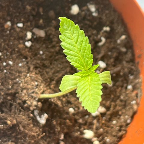 Purple Queen growlog timeline photo