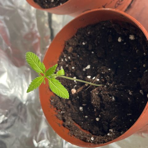 Choco Haze growlog timeline photo
