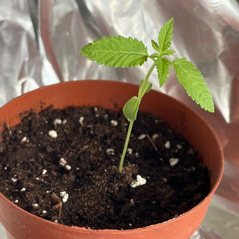 Purple Queen growlog timeline photo