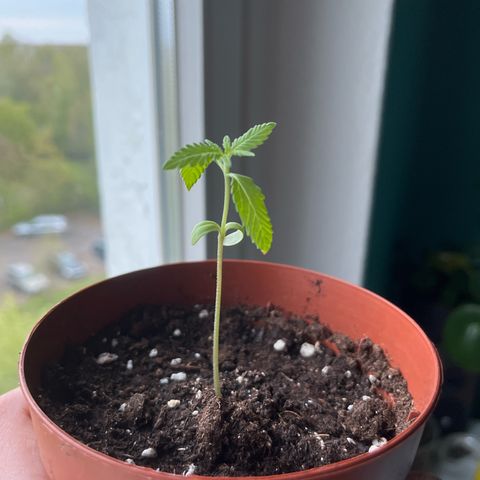 Choco Haze growlog timeline photo