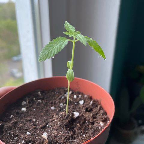 Purple Queen growlog timeline photo