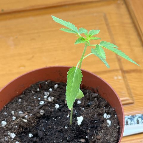 Purple Queen growlog timeline photo