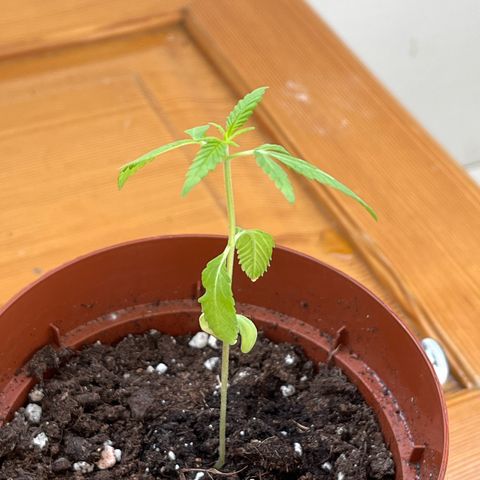 Choco Haze growlog timeline photo
