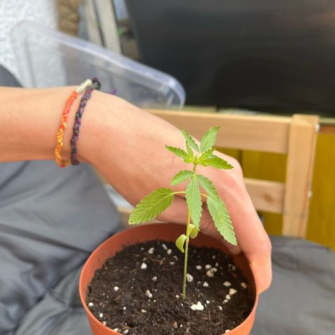 Purple Queen growlog timeline photo