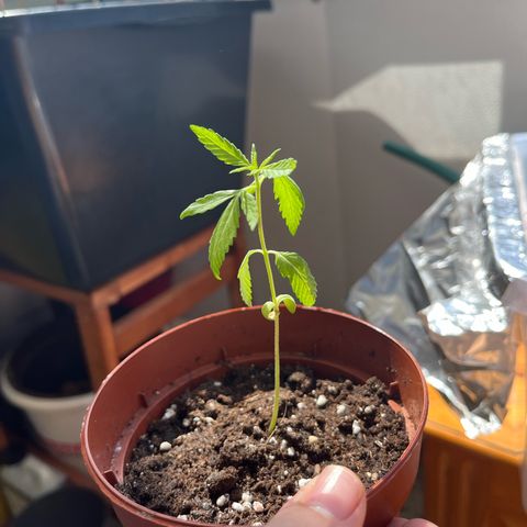 Choco Haze growlog timeline photo