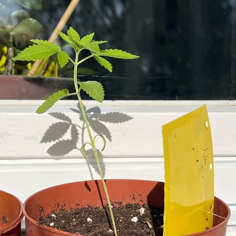 Purple Queen growlog timeline photo