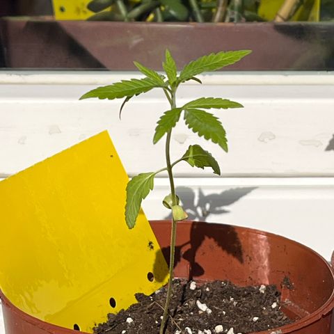 Choco Haze growlog timeline photo