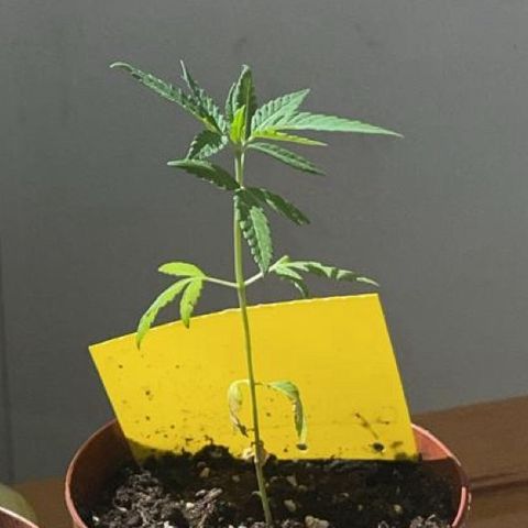 Choco Haze growlog timeline photo