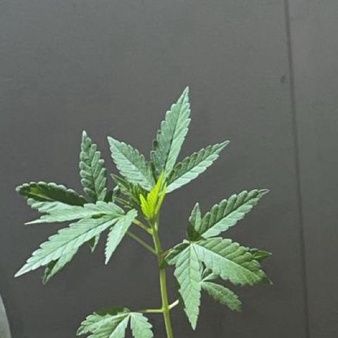 Purple Queen growlog timeline photo