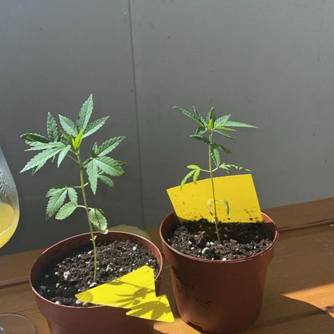 Choco Haze growlog timeline photo