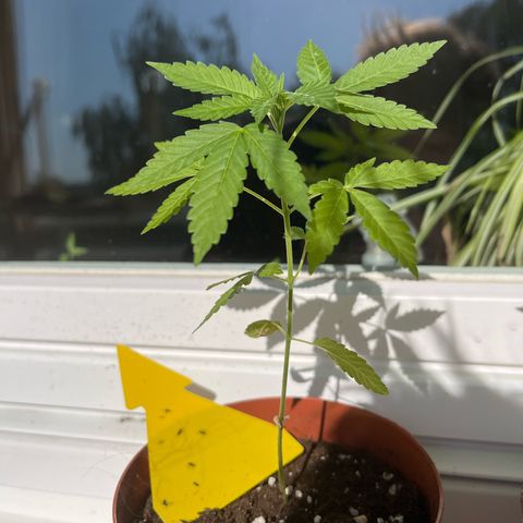 Purple Queen growlog timeline photo