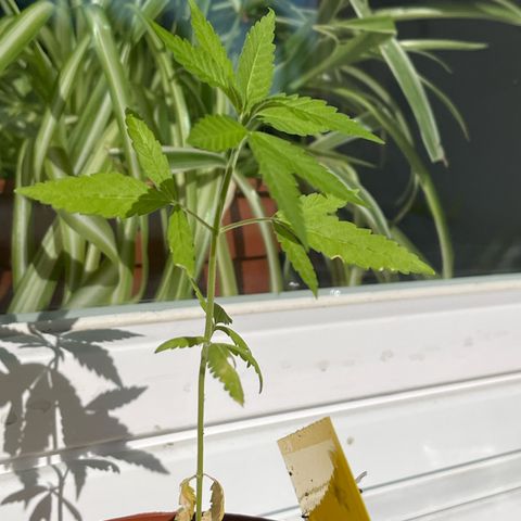 Choco Haze growlog timeline photo