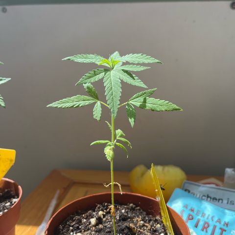 Choco Haze growlog timeline photo